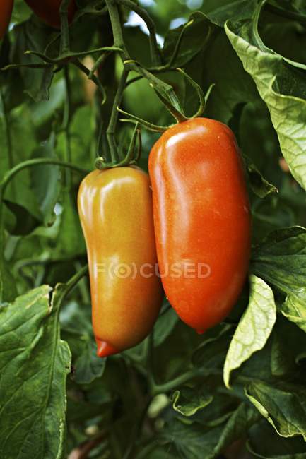 Hochloma organic tomatoes — Stock Photo
