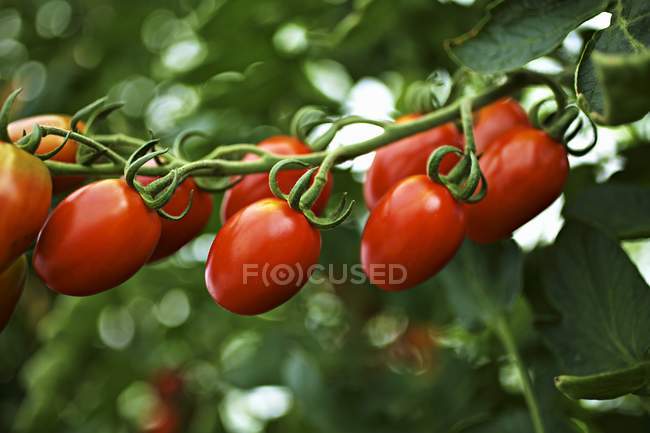 Tomates ecológicos maduros - foto de stock