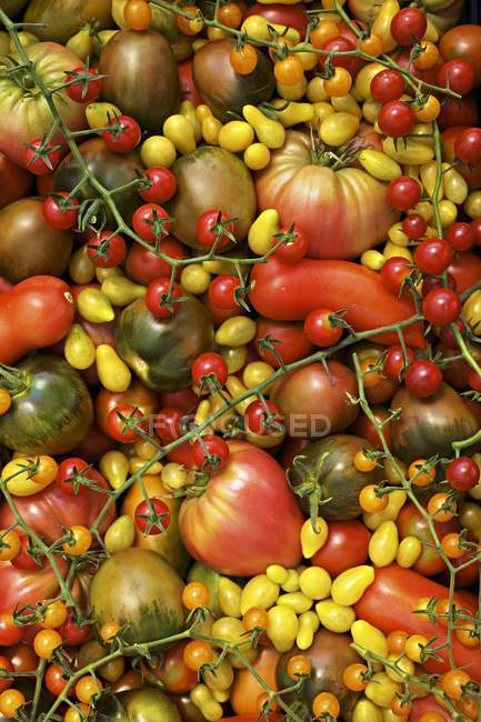 Organic colorful tomatoes — Stock Photo