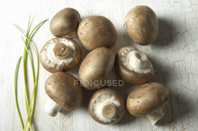 Funghi di castagno freschi — Foto stock