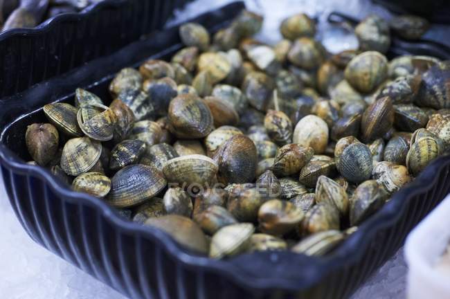 Крупный план свежих моллюсков в контейнере — стоковое фото