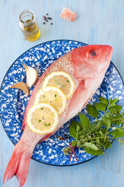 Fresh Red Snapper — Stock Photo
