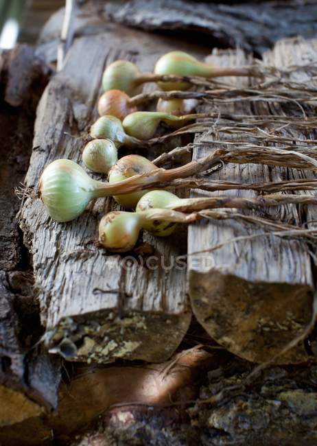 Cipolle fresche su un mucchio di legna all'aperto — Foto stock