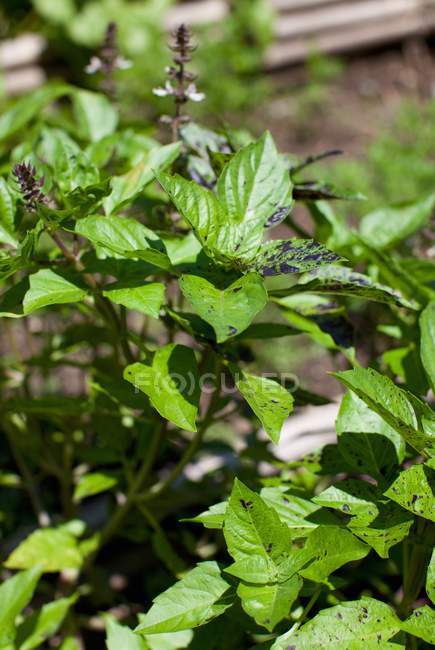 Piante di basilico che crescono in giardino — Foto stock