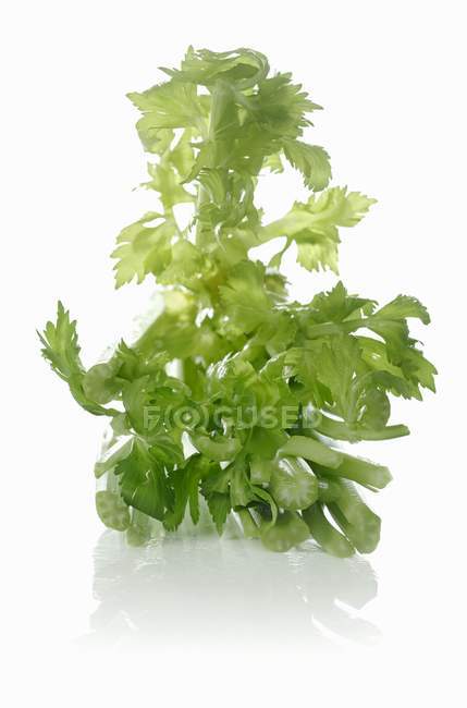 Fresh celery leaves — Stock Photo
