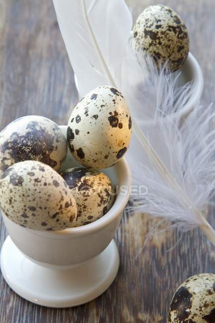 Quail eggs in eggcup with soft feather — Stock Photo