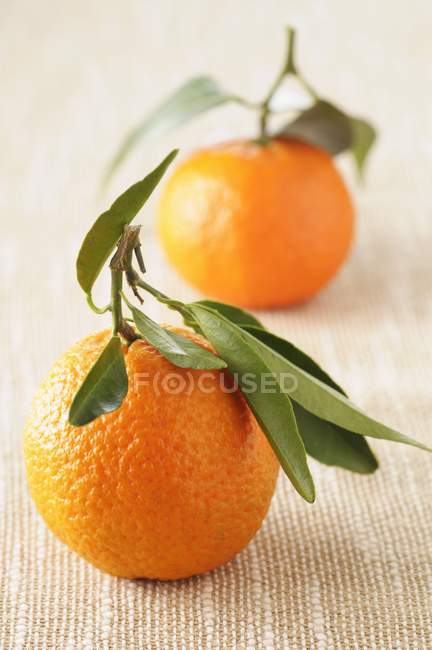 Clementine con steli e foglie — Foto stock