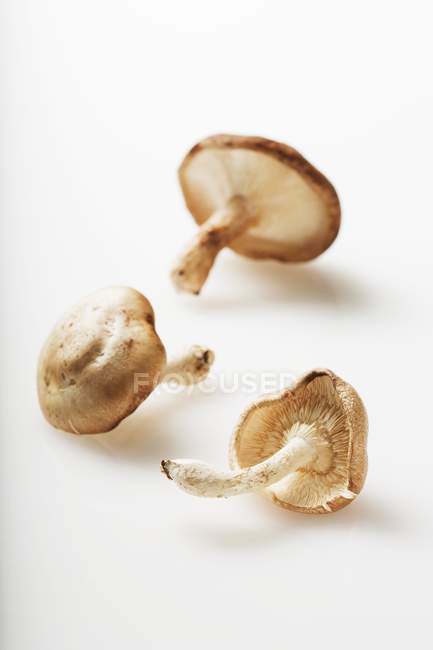 Cogumelos shiitake frescos — Fotografia de Stock