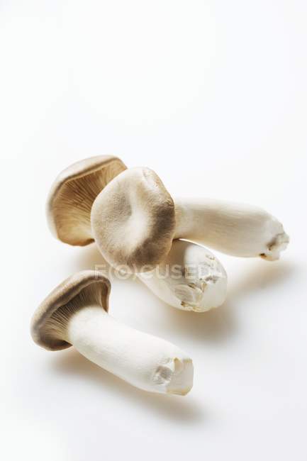 Funghi King Oyster — Foto stock