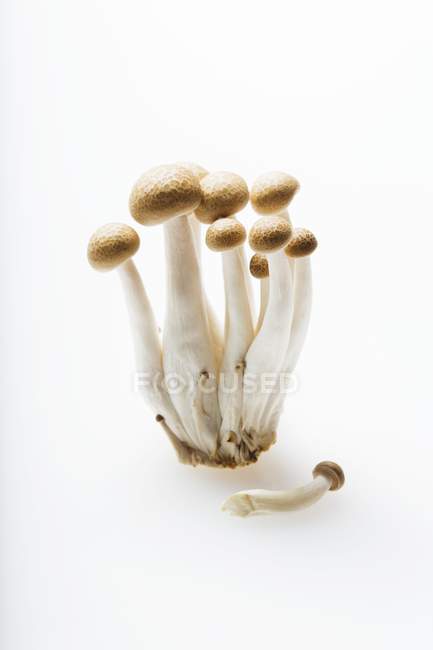 Buna Shimeji Pilze auf einem weißen — Stockfoto