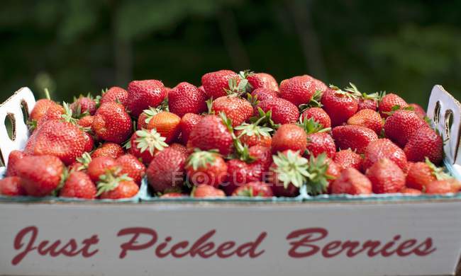 Fresh Picked Strawberries — Stock Photo