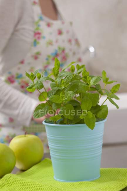 Menthe fraîche en pot de fleurs — Photo de stock