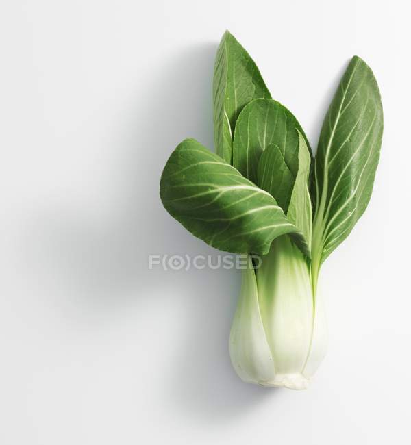 Frische und biologische Pak Choi Pflanze — Stockfoto