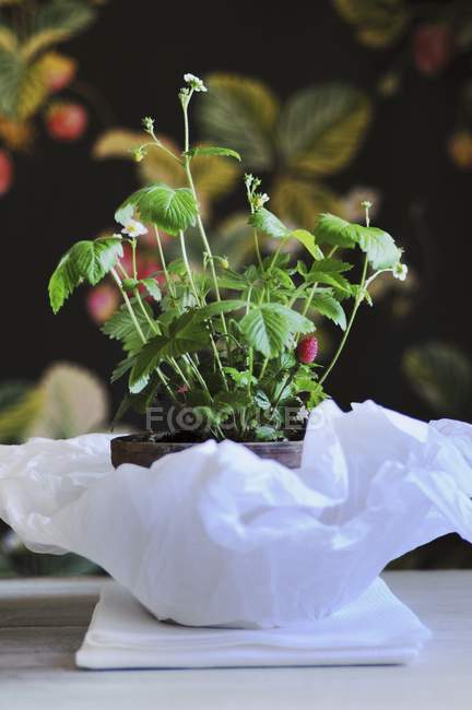 Primer plano vista de la planta de fresa en una olla sobre papel - foto de stock