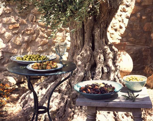 Different types of olives under an old olive tree outdoors during daytime — Stock Photo