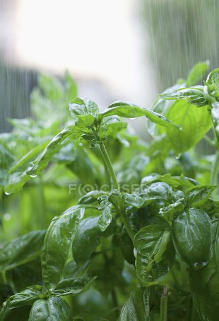 Basil growing in garden — Stock Photo