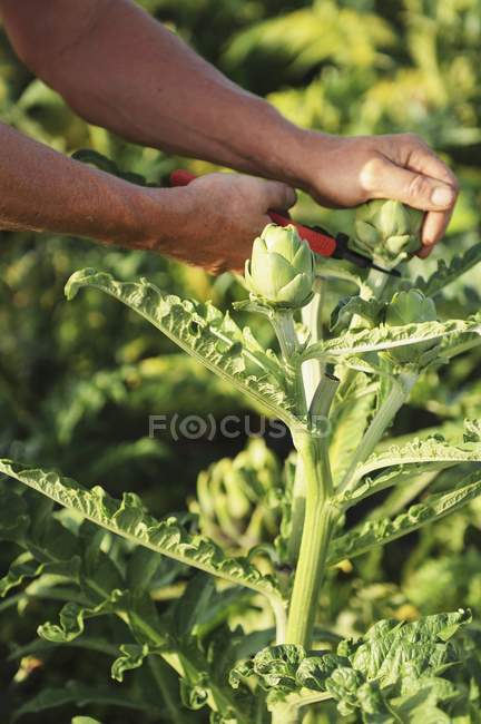 A man hands harvesting artichokes outdoors during daytime — Stock Photo