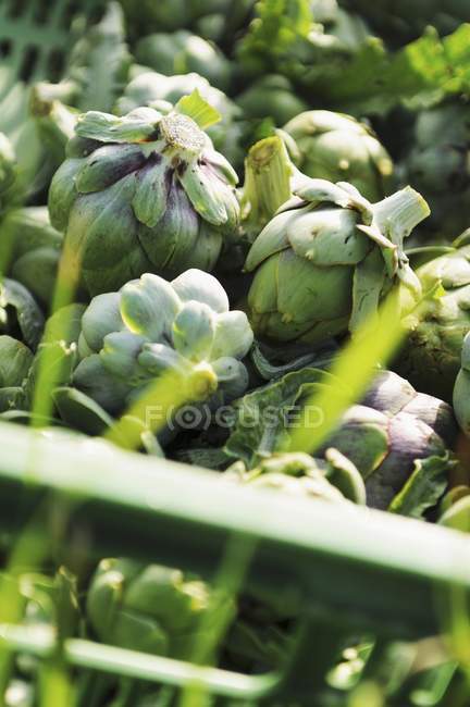 Alcachofas frescas recogidas - foto de stock