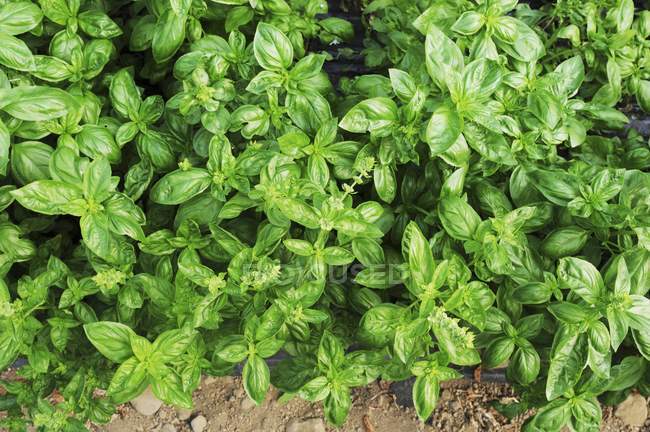 Basil growing in garden — Stock Photo