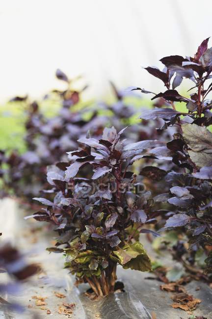 Basil growing in field — Stock Photo
