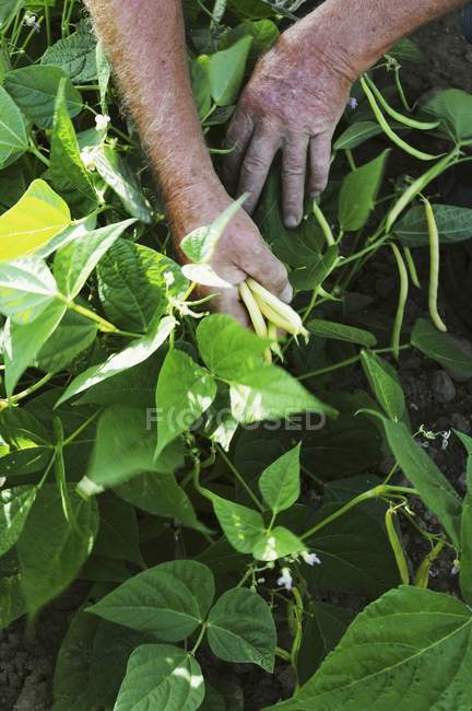 Un homme récolte des haricots jaunes à la main à l'extérieur pendant la journée — Photo de stock
