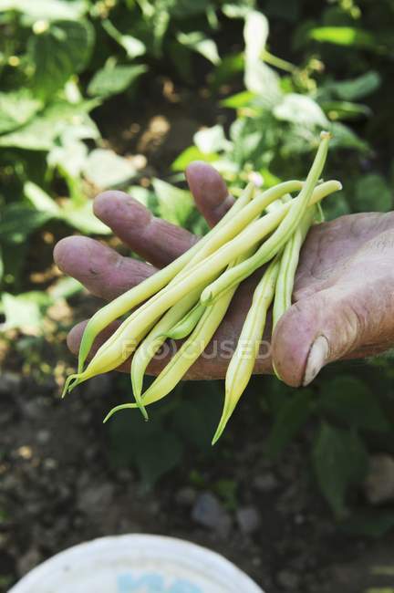 Male hand holding beans — Stock Photo