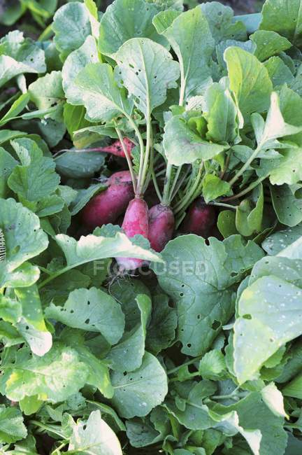 Freshly harvested radishes — Stock Photo