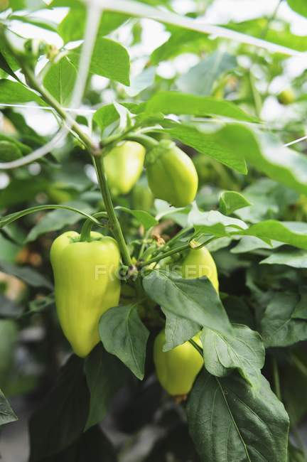 Peppers growing on plant — Stock Photo
