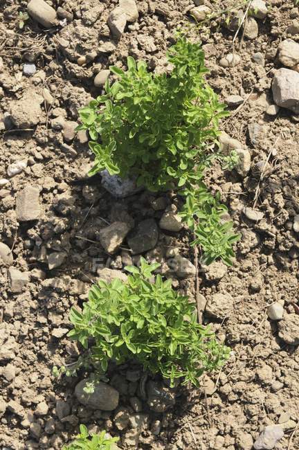 Oregano growing in field — Stock Photo