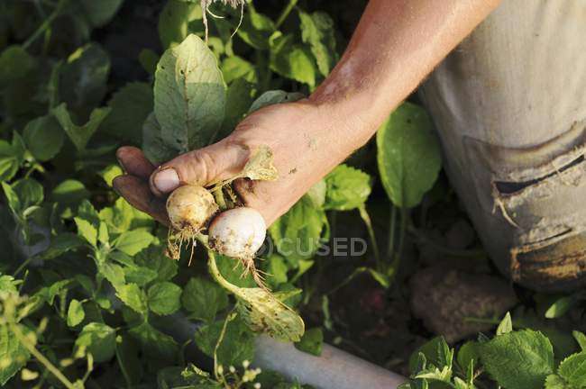 Homme récolte des radis — Photo de stock
