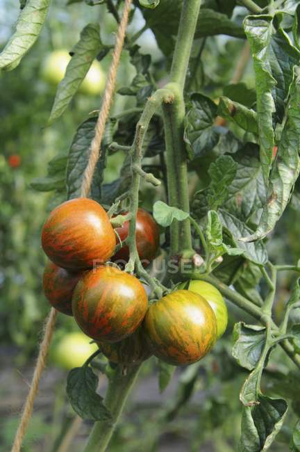 Tomaten wachsen auf Pflanze — Stockfoto