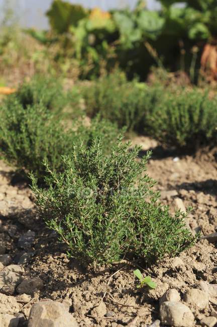 Thyme growing in field — Stock Photo