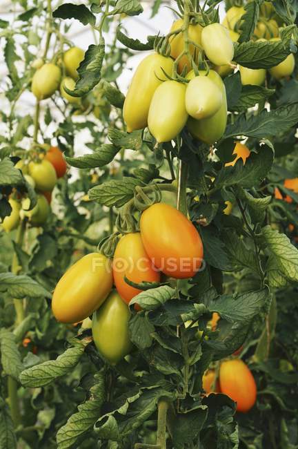 Tomatoes growing on plant — Stock Photo