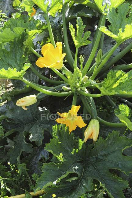Piante da courgette con fiori, che crescono nel campo all'aperto — Foto stock