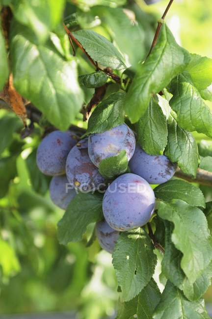 Ripe Plums on branch — Stock Photo