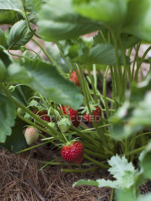 Strawberries growing on Plant — Stock Photo