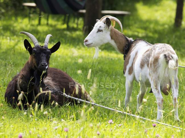 Daytime view of two goats in a garden on ropes — Stock Photo