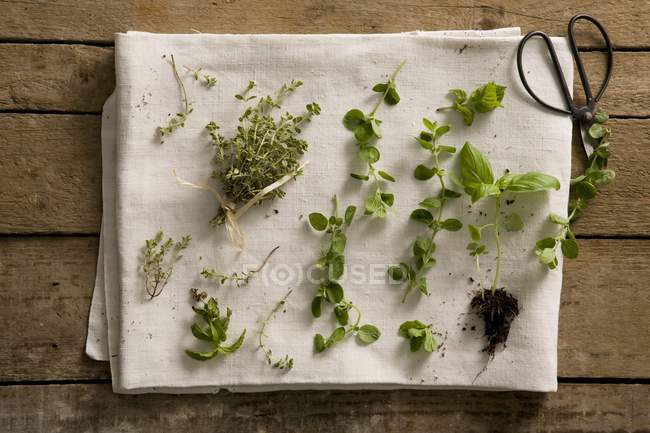 Vista superior de hierbas frescas sobre una toalla de té blanca - foto de stock