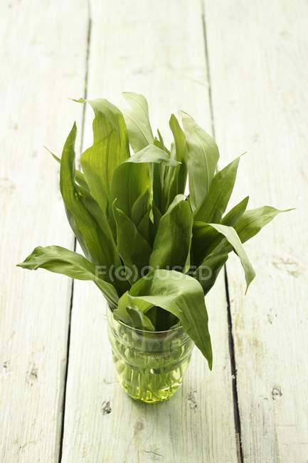 Fresh wild garlic leaves in water glass — Stock Photo