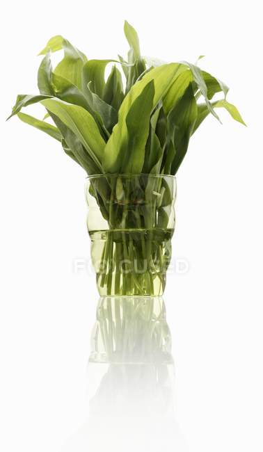 Garlic leaves in a glass of water — Stock Photo