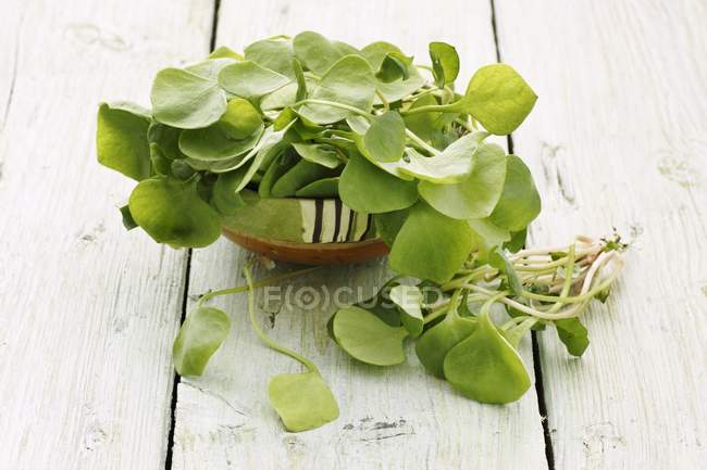 Fresh Purslane leaves — Stock Photo