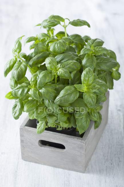 Fresh basil in wooden crate — Stock Photo