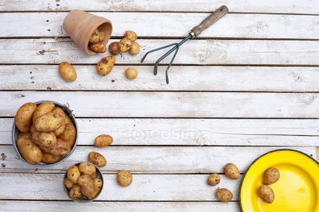 Pommes de terre nouvelles dans le seau — Photo de stock