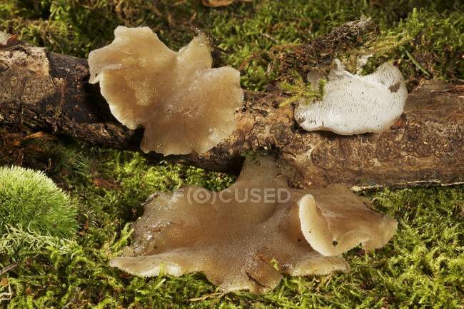 Closeup view of Jelly tooth fungus on wood and moss — Stock Photo
