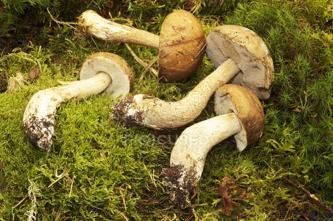 Closeup view of a Birch bolete mushrooms on green moss — Stock Photo