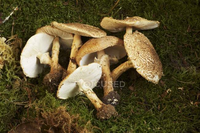 Медовый грибок на траве — стоковое фото
