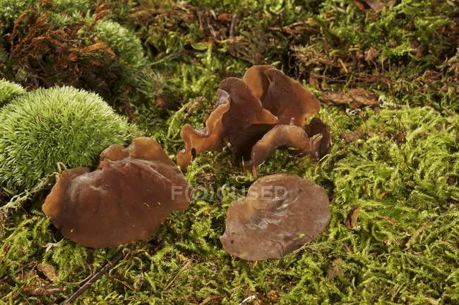 Closeup view of Jelly ear fungus on moss — Stock Photo