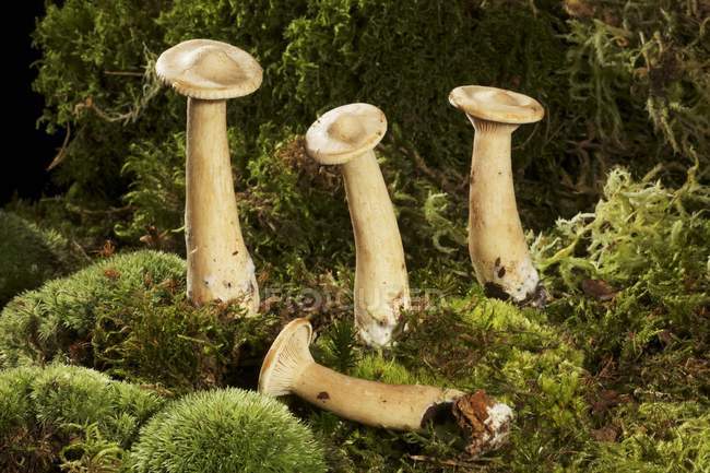 Fresh Monks head mushrooms — Stock Photo