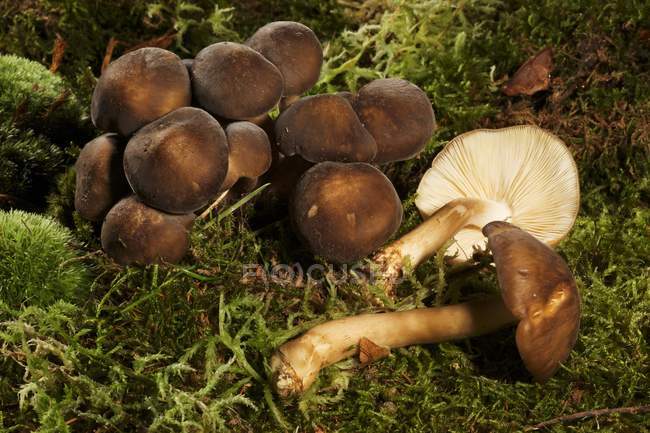 Fresh Tricholoma mushrooms — Stock Photo