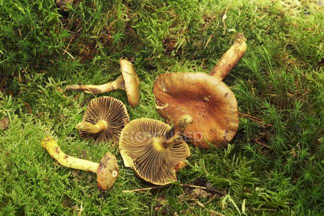 Copper spike mushrooms — Stock Photo